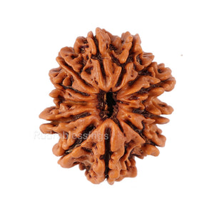 12 Mukhi Nepalese Rudraksha - Bead No. 96