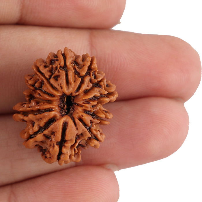 12 Mukhi Nepalese Rudraksha - Bead No. 96