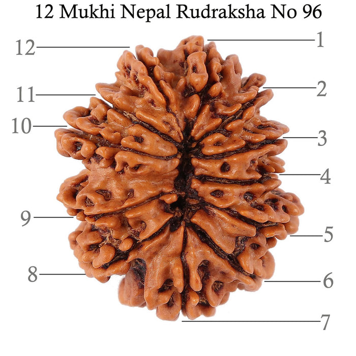 12 Mukhi Nepalese Rudraksha - Bead No. 96