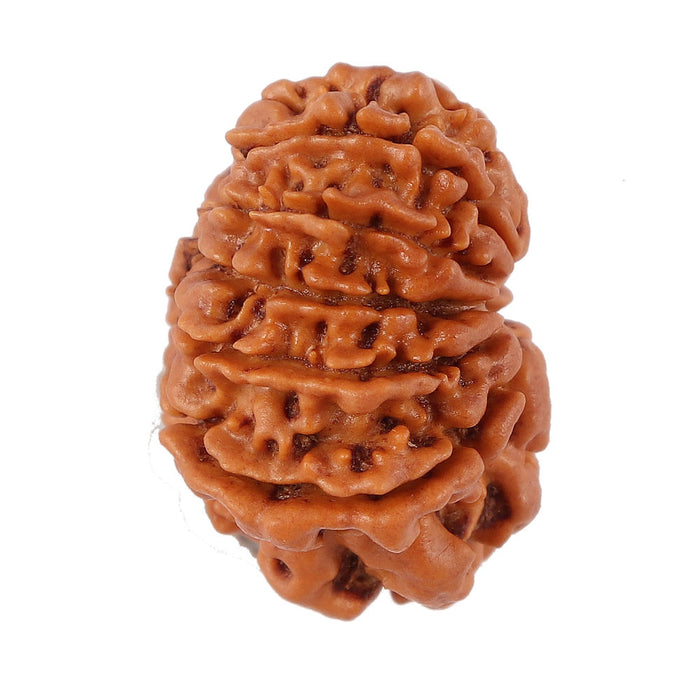 12 Mukhi Nepalese Rudraksha - Bead No. 97