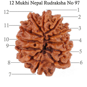 12 Mukhi Nepalese Rudraksha - Bead No. 97