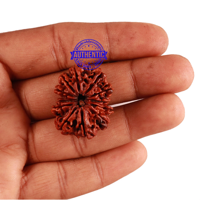 12 Mukhi Nepalese Rudraksha - Bead No. 105
