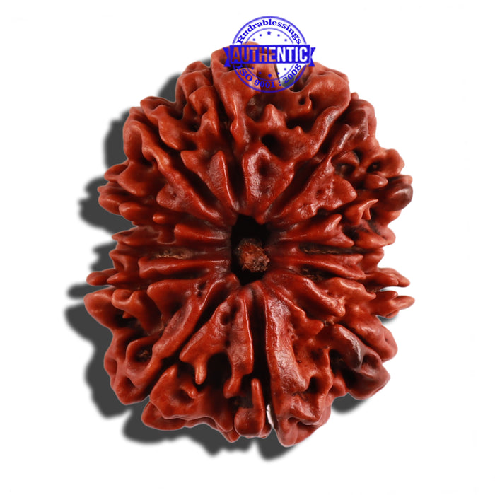 12 Mukhi Nepalese Rudraksha - Bead No. 105