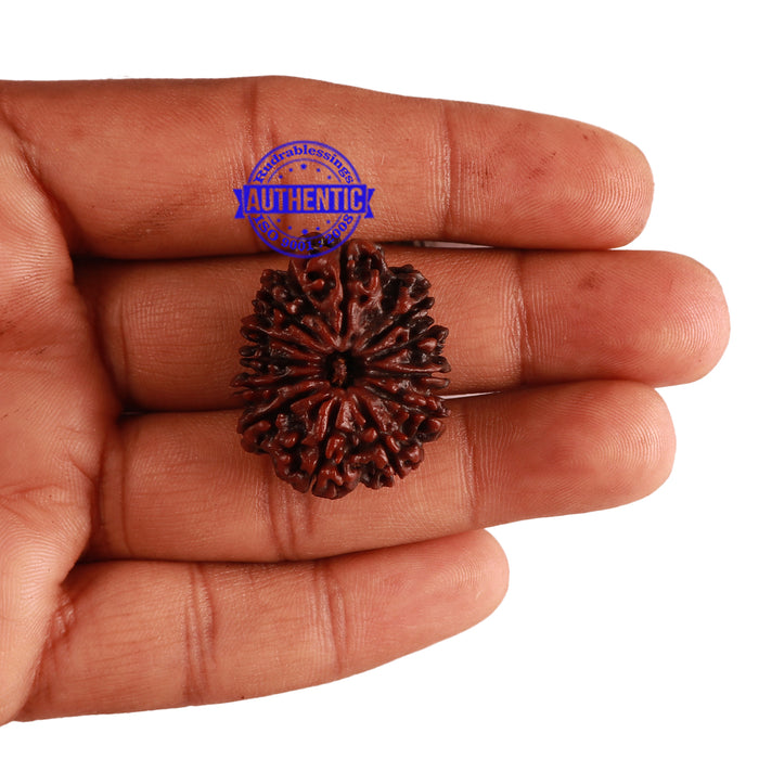 12 Mukhi Nepalese Rudraksha - Bead No. 106
