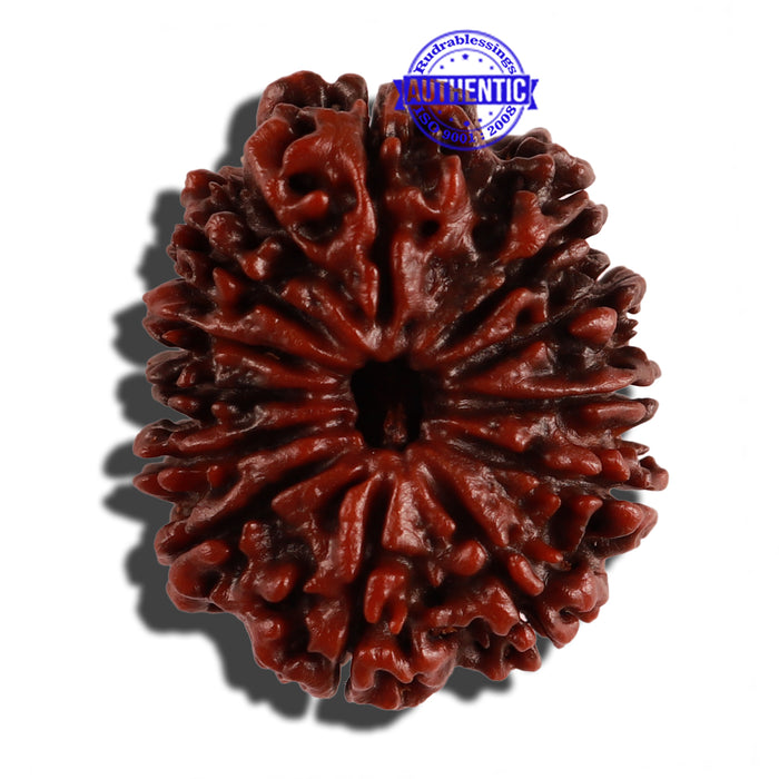 12 Mukhi Nepalese Rudraksha - Bead No. 106