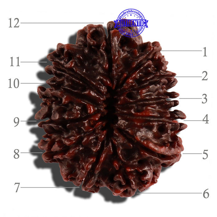 12 Mukhi Nepalese Rudraksha - Bead No. 106
