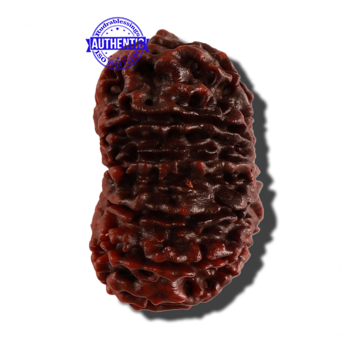 12 Mukhi Nepalese Rudraksha - Bead No. 106