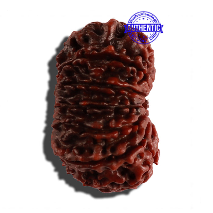 12 Mukhi Nepalese Rudraksha - Bead No. 106