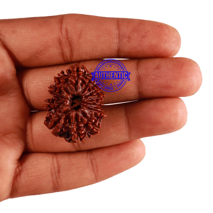 12 Mukhi Nepalese Rudraksha - Bead No. 108