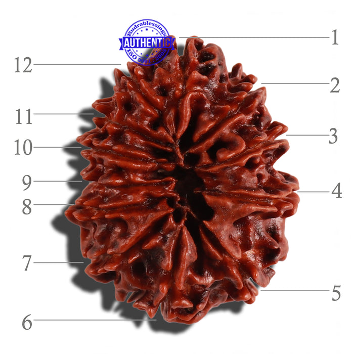12 Mukhi Nepalese Rudraksha - Bead No. 108