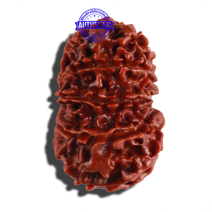 12 Mukhi Nepalese Rudraksha - Bead No. 108