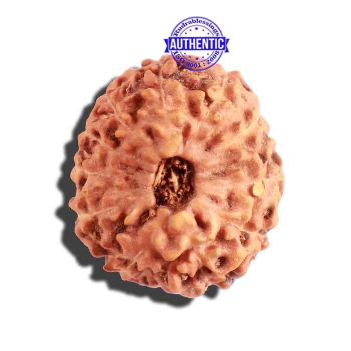 12 Mukhi Indonesian Rudraksha - Bead No. 110