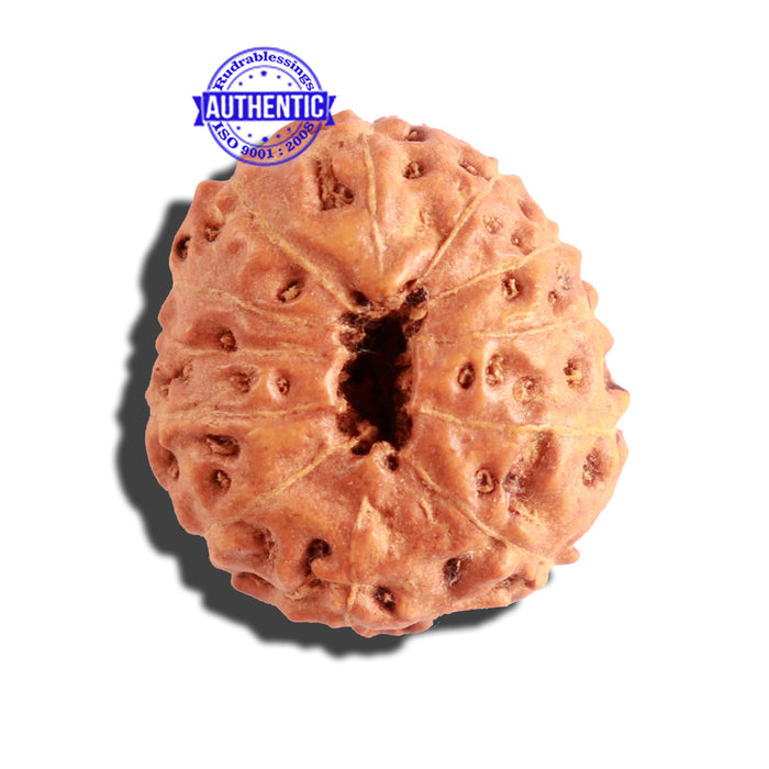 12 Mukhi Indonesian Rudraksha - Bead No. 110