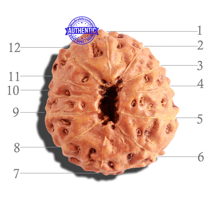 12 Mukhi Indonesian Rudraksha - Bead No. 110
