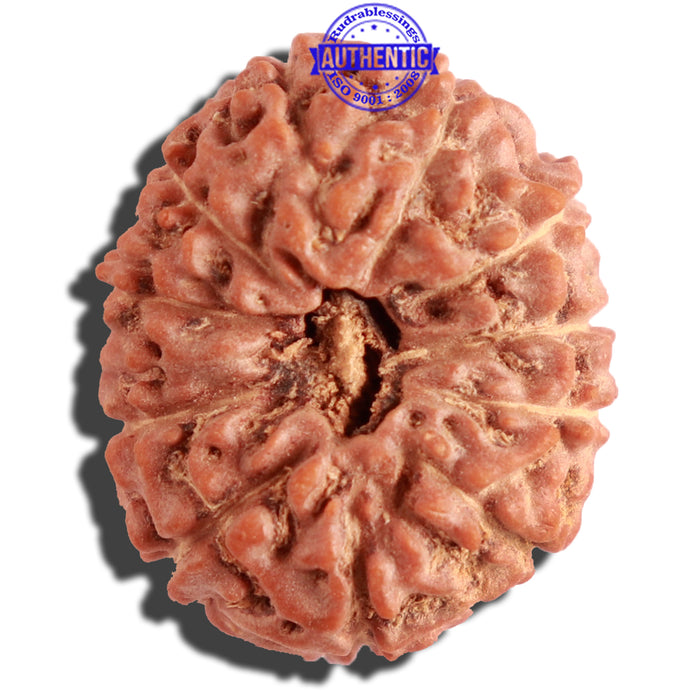 12 Mukhi Indonesian Rudraksha - Bead No. 114