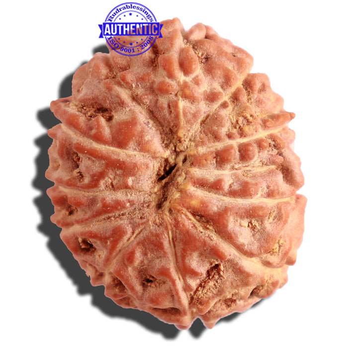 12 Mukhi Indonesian Rudraksha - Bead No. 114