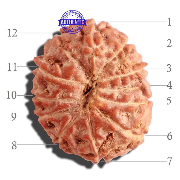 12 Mukhi Indonesian Rudraksha - Bead No. 114