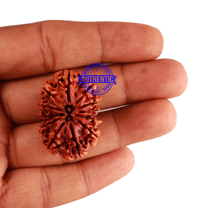12 Mukhi Nepalese Rudraksha - Bead No. 122