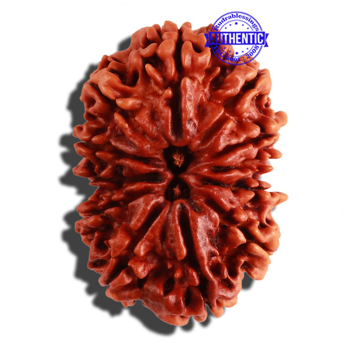 12 Mukhi Nepalese Rudraksha - Bead No. 122