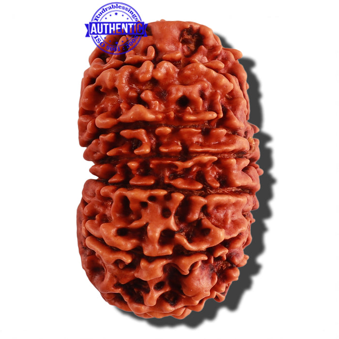 12 Mukhi Nepalese Rudraksha - Bead No. 122