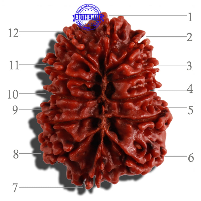 12 Mukhi Nepalese Rudraksha - Bead No. 125