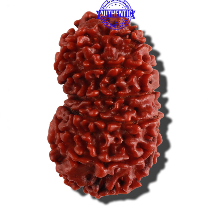 12 Mukhi Nepalese Rudraksha - Bead No. 125