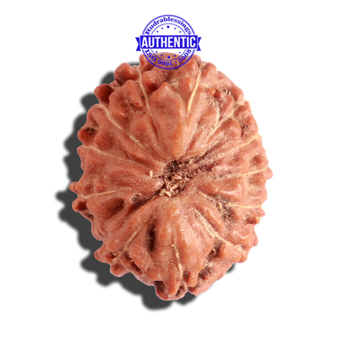 12 Mukhi Indonesian Rudraksha - Bead No. 130A