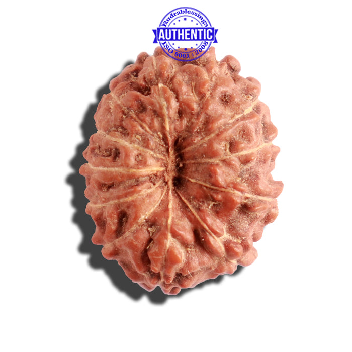 12 Mukhi Indonesian Rudraksha - Bead No. 130A