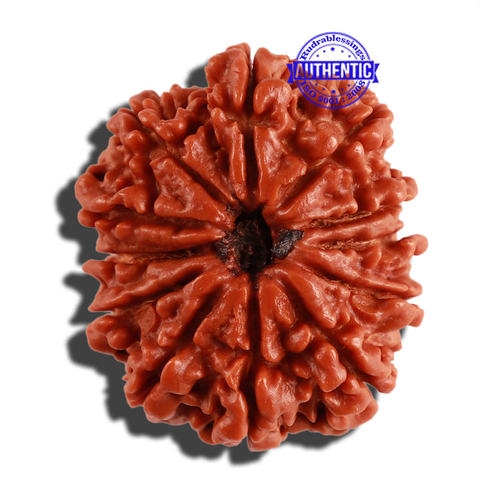 12 Mukhi Nepalese Rudraksha - Bead No 142