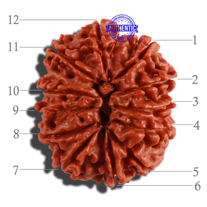 12 Mukhi Nepalese Rudraksha - Bead No 142