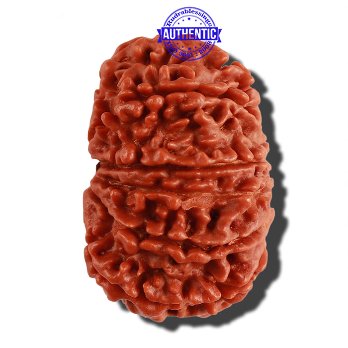 12 Mukhi Nepalese Rudraksha - Bead No 142