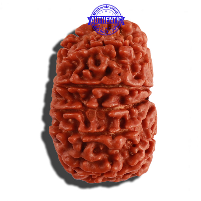 12 Mukhi Nepalese Rudraksha - Bead No 142