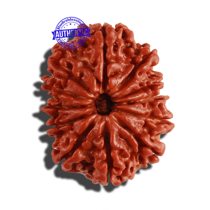 12 Mukhi Nepalese Rudraksha - Bead No 145