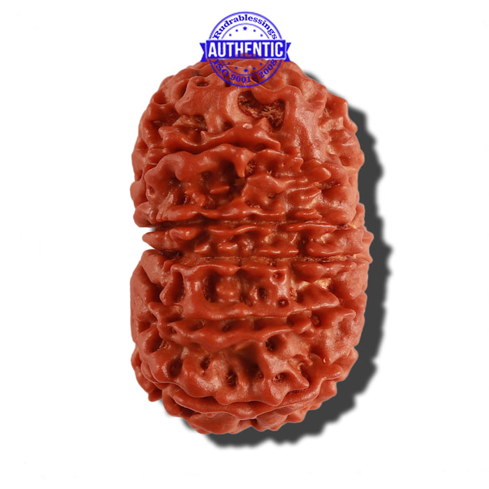 12 Mukhi Nepalese Rudraksha - Bead No 145