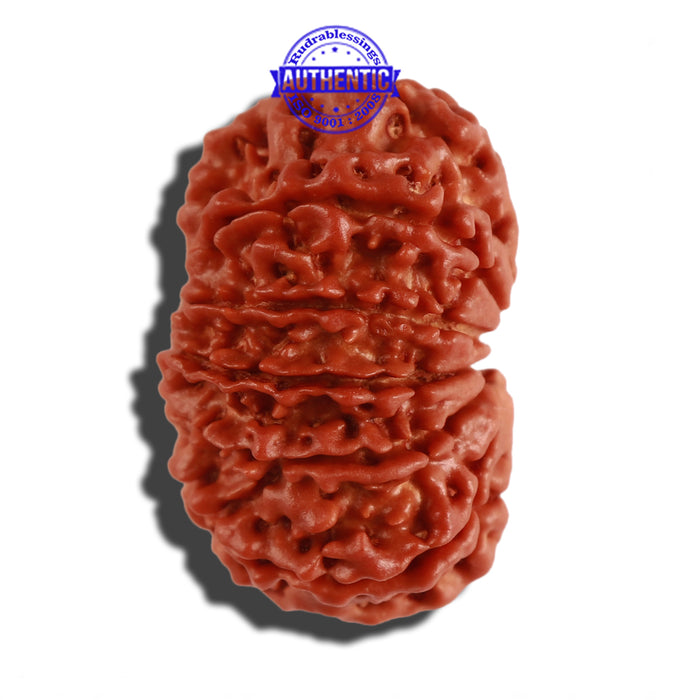 12 Mukhi Nepalese Rudraksha - Bead No 145