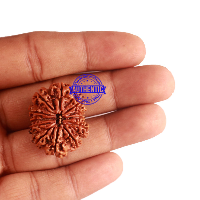 12 Mukhi Nepalese Rudraksha - Bead No 146