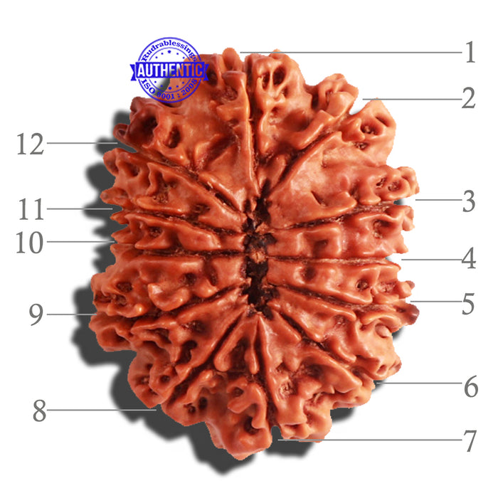 12 Mukhi Nepalese Rudraksha - Bead No 146