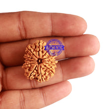 Load image into Gallery viewer, 12 Mukhi Nepalese Rudraksha - Bead No 147
