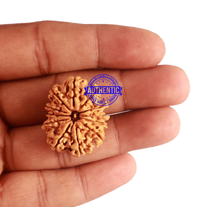 12 Mukhi Nepalese Rudraksha - Bead No 147