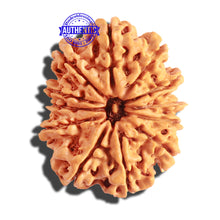 Load image into Gallery viewer, 12 Mukhi Nepalese Rudraksha - Bead No 147
