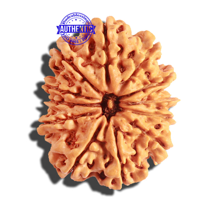12 Mukhi Nepalese Rudraksha - Bead No 147