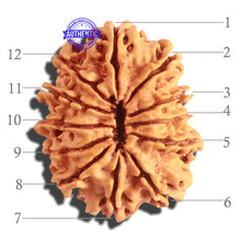 Load image into Gallery viewer, 12 Mukhi Nepalese Rudraksha - Bead No 147
