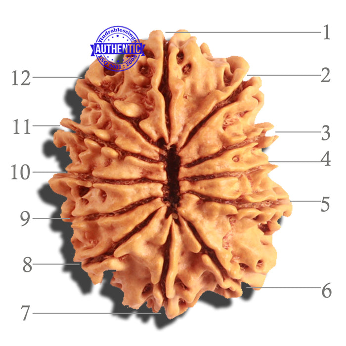 12 Mukhi Nepalese Rudraksha - Bead No 147