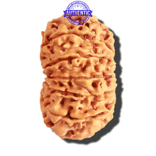 Load image into Gallery viewer, 12 Mukhi Nepalese Rudraksha - Bead No 147

