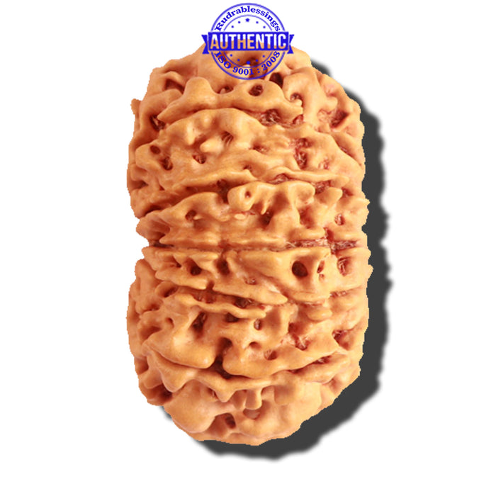 12 Mukhi Nepalese Rudraksha - Bead No 147