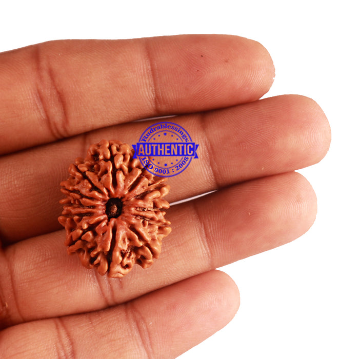 12 Mukhi Nepalese Rudraksha - Bead No 148