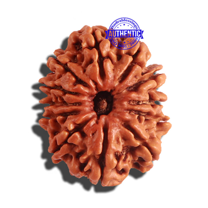 12 Mukhi Nepalese Rudraksha - Bead No 148