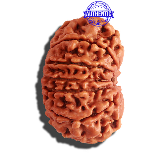 12 Mukhi Nepalese Rudraksha - Bead No 148