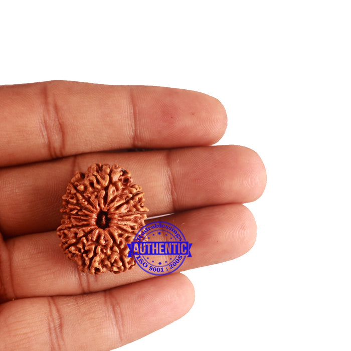 12 Mukhi Nepalese Rudraksha - Bead No 149