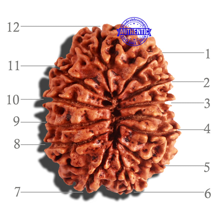 12 Mukhi Nepalese Rudraksha - Bead No 149